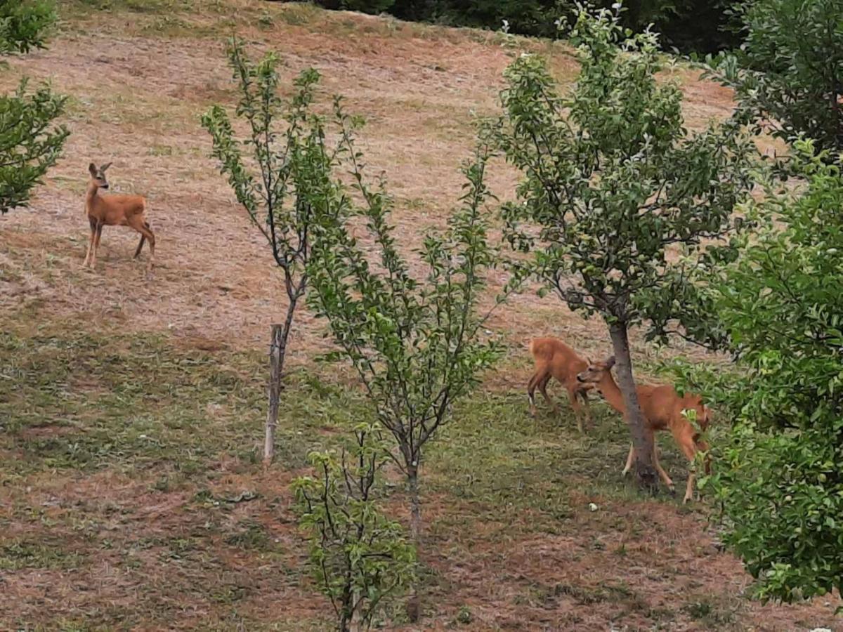 Guesthouse Loncar Plitvička Jezera Dış mekan fotoğraf
